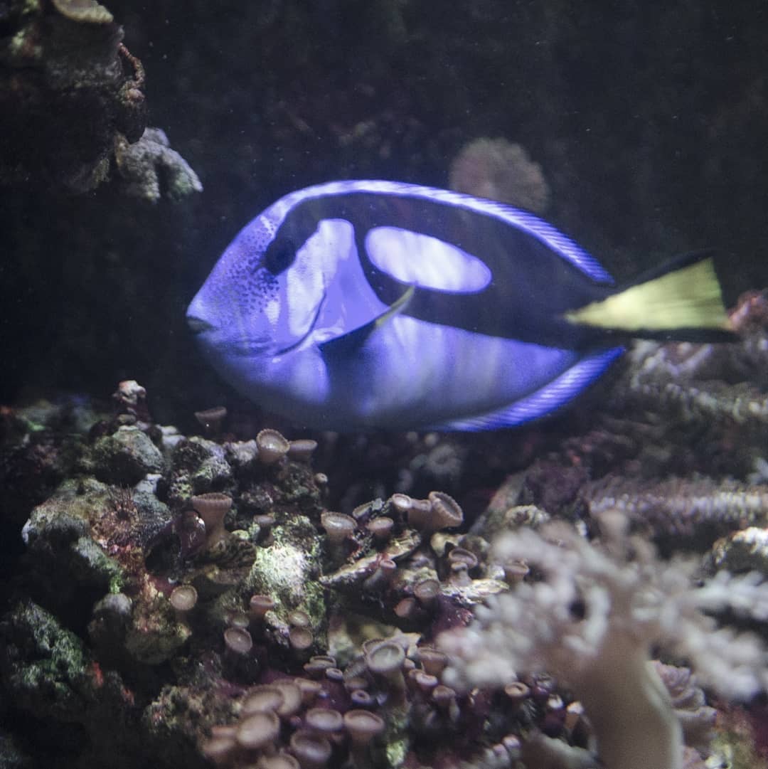 Wrocław Afrykarium- Oceanarium@2021-03-29