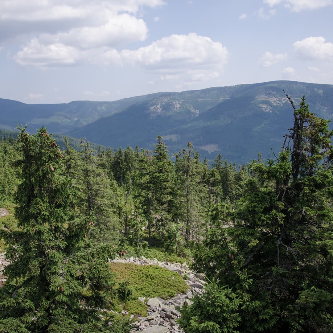 Śnieżnik 1425 m n.p.m@2021-07-27 - Photo 3