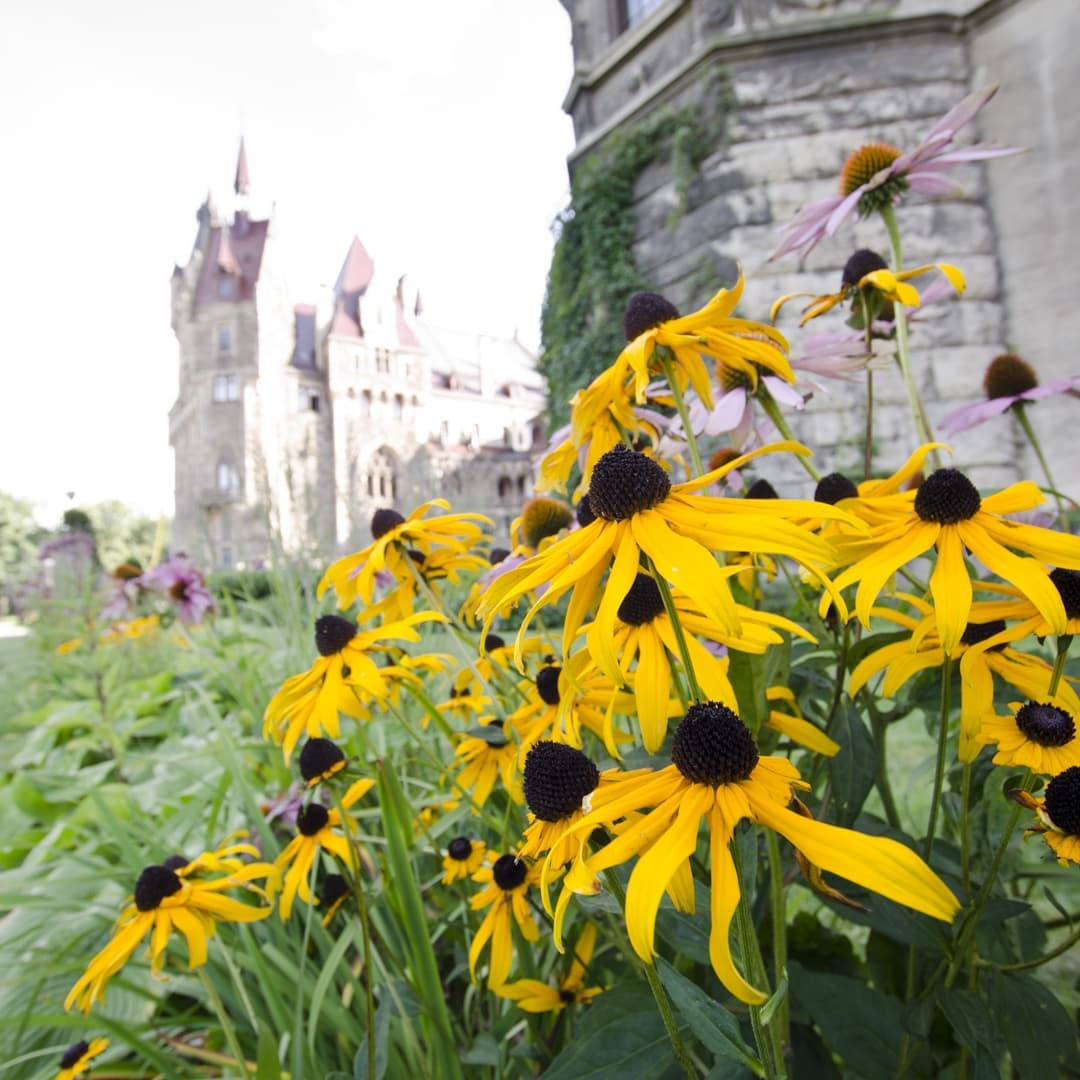 Zamek Moszna@2021-09-14 - Photo 9