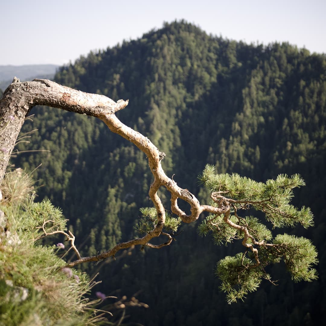 Pieniny@2021-08-05 - Photo 7