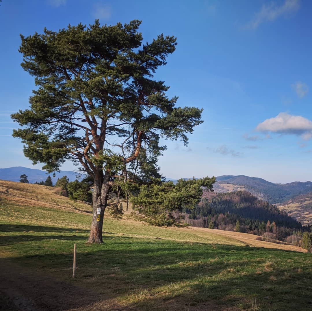 Wysoka 1052 Npm@2021-11-15 - Photo 5