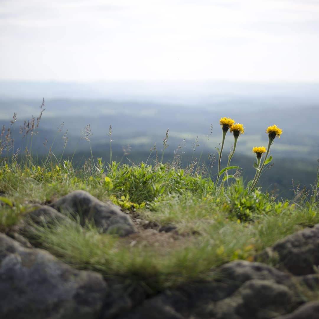 Tarnica (1346 m n.p.m.) – najwyższy szczyt polskich Bieszczadów@2021-06-19 - Photo 3
