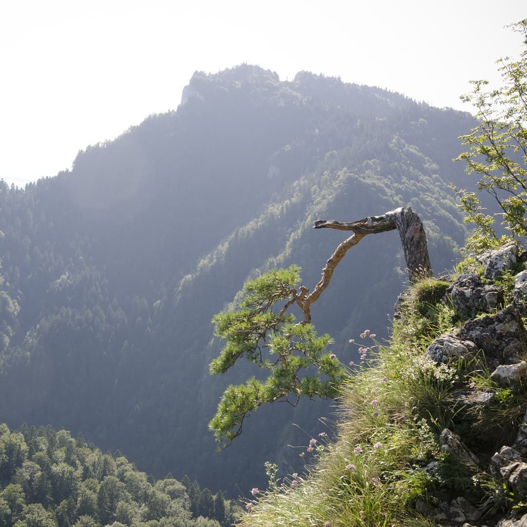 Pieniny@2021-08-05 - Photo 1