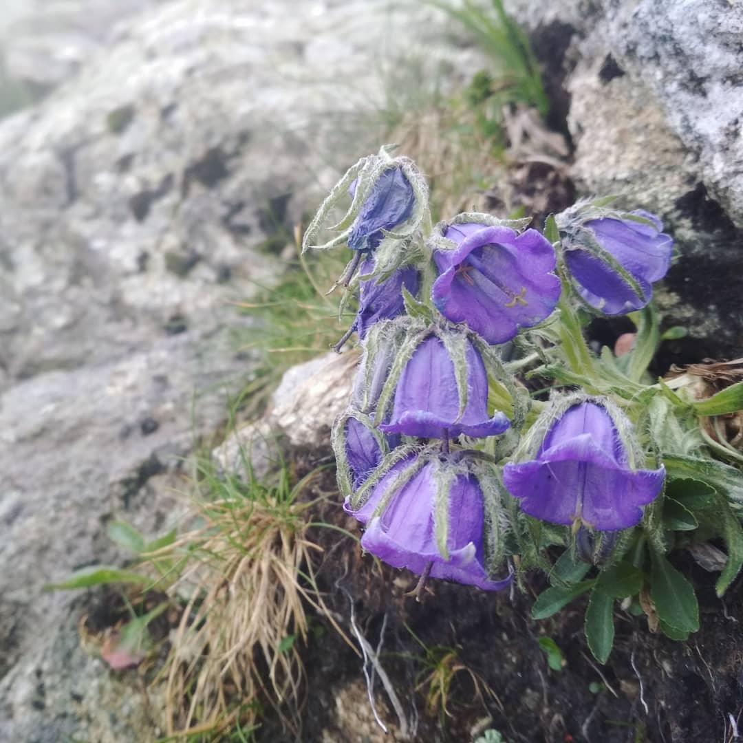 Kościelec 2155 M Npm@2021-07-15 - Photo 8