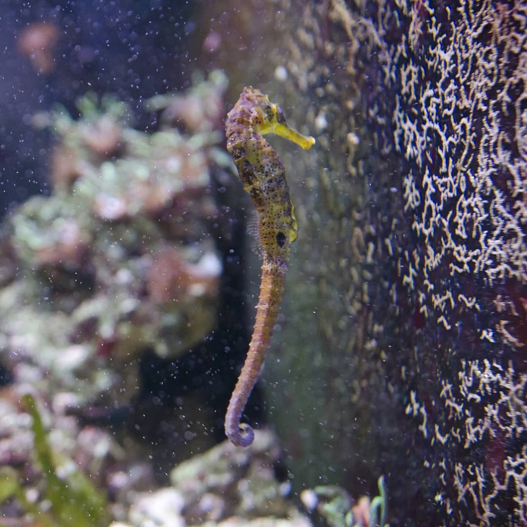 Wrocław Afrykarium- Oceanarium@2021-03-29 - Photo 3
