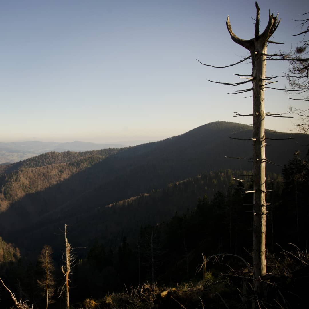 Radziejowa 1262 M Npm@2021-11-18 - Photo 4