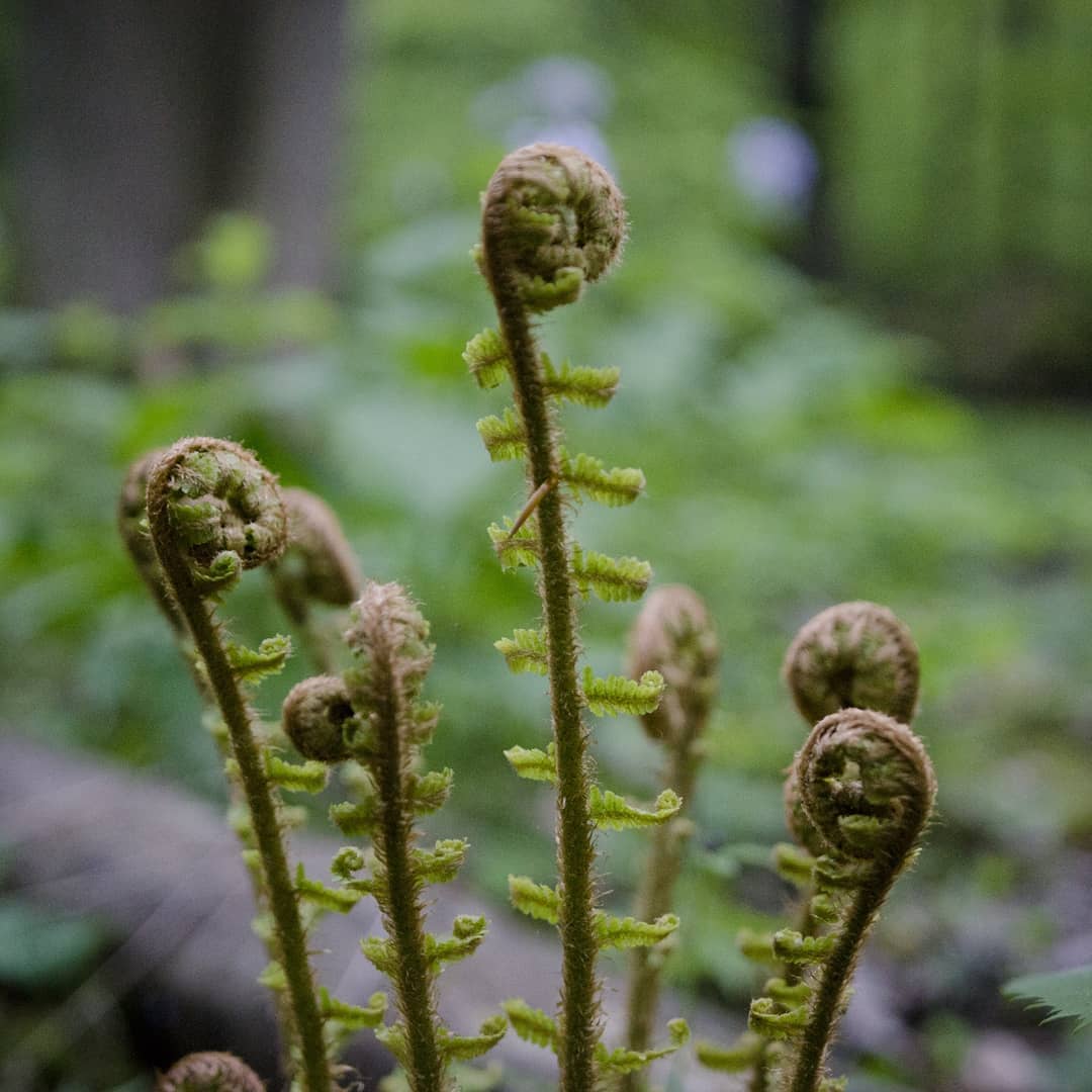 Beskid Śląski@2021-04-29 - Photo 5